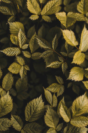 The background image is green. Natural, eco-friendly natural background. The texture of green...
