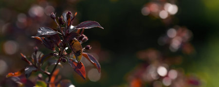 Close-up of a small butterfly on a branch with red leavesの写真素材