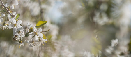 Banner. macro photography. Spring, nature photo wallpaper. Cherry blossoms are blooming in the...