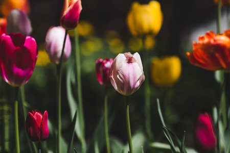 Banner. macro photography. Spring, nature wallpaper. Tulips are blooming in the garden.