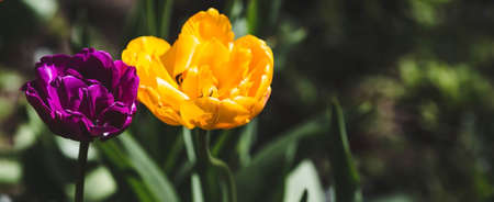 Banner. macro photography. Spring, nature wallpaper. Tulips are blooming in the garden.の写真素材