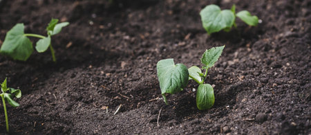 Sprout close-up. Soil with a young plant. Planting cucumber seedlings in the ground. The concept of nature conservation and agriculture.の写真素材