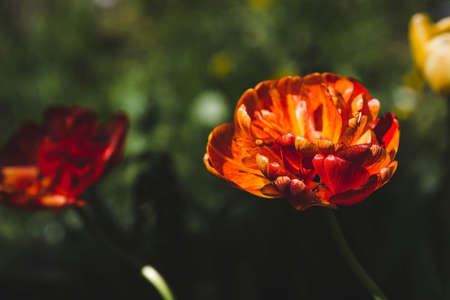 Banner. macro photography. Spring, nature wallpaper. Tulips are blooming in the garden.の写真素材