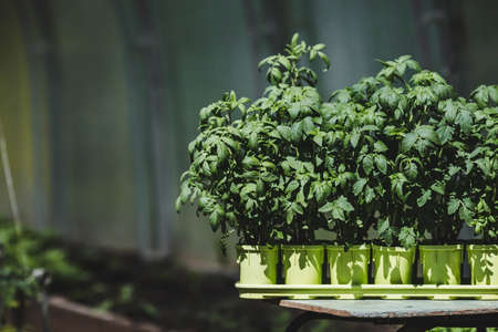 Sprouts close-up. Pots with a young plant. Planting tomato seedlings in the ground. The concept of nature conservation and agriculture.の写真素材