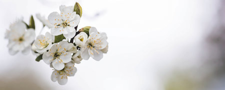 Banner. macro photography. Spring, nature wallpaper. Plum blossoms in the garden. Blooming white...