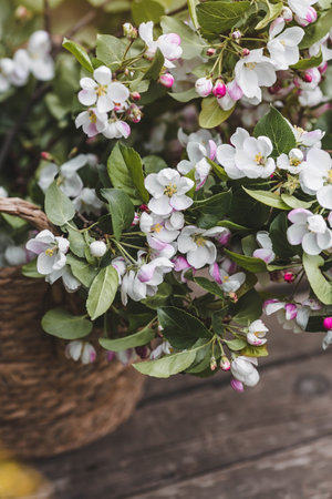 Flowering branch of apple tree in a basket on a wooden backgroundの写真素材