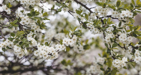 Banner. macro photography. Spring, nature wallpaper. Plum blossoms in the garden. Blooming white...