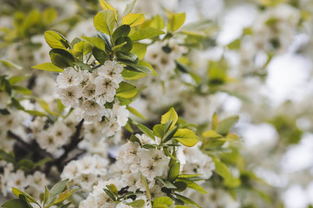 Banner. macro photography. Spring, nature wallpaper. Plum blossoms in the garden. Blooming white...