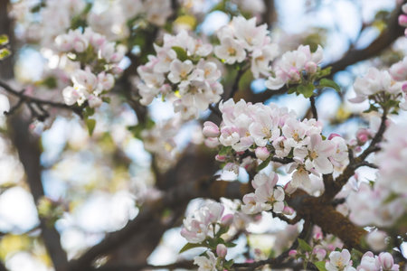 Apple blossoms in the beautiful sunset light. Spring, nature wallpaper. A blooming apple tree in the...