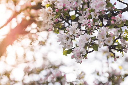 Apple blossoms in the beautiful sunset light. Spring, nature wallpaper. A blooming apple tree in the...