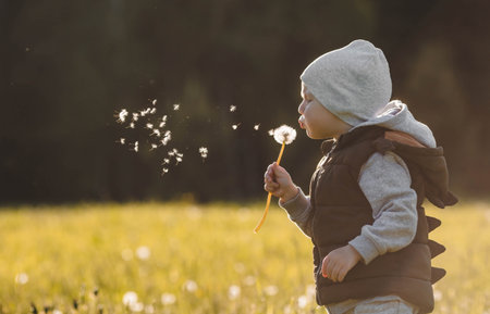 A happy boy blows on a ball of white dandelion on a sunny summer evening. A child in the fresh air in nature. The setting sun.の写真素材