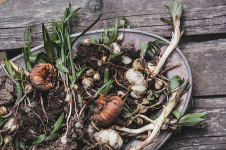 Gardening concept. Garlic bulbs with roots and leaves on wooden tableの写真素材