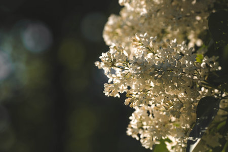 Beautiful white lilac flowers outdoors on sunny day, closeupの写真素材