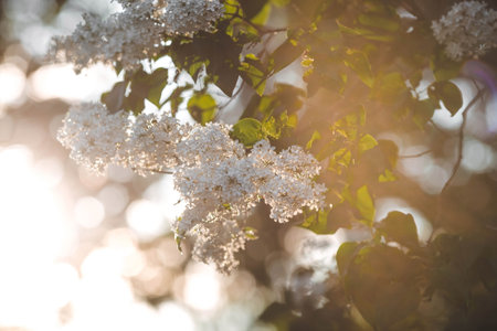 White lilac flowers on a branch in the rays of the setting sunの写真素材