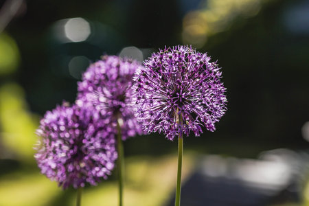 gardening. crop production. Close-up of purple flowers of decorative onions. Large flowers and bees...