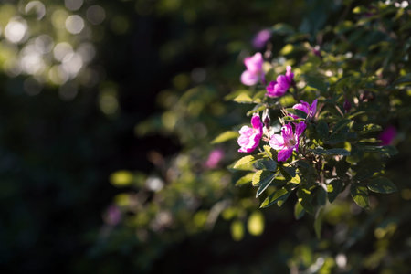 Beautiful blooming wild rose bush with pink flowers in the garden.