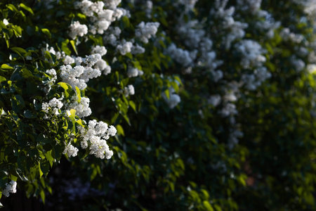 Banner. Delicate white lilac blooms in the park. flowers at sunset. The glow from the sun. close-up....