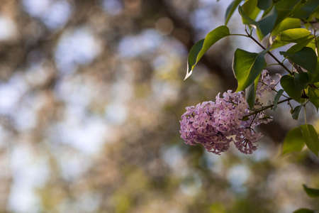 Banner. Delicate purple lilac blooms in the park. flowers at sunset. The glow from the sun. close-up. Beautiful bokeh in the background.の写真素材