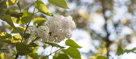 Banner. Delicate white lilac blooms in the park. flowers at sunset. The glow from the sun. close-up....