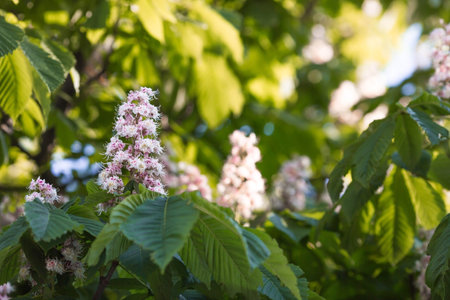Blooming chestnut tree (Aesculus hippocastanum) in the gardenの写真素材