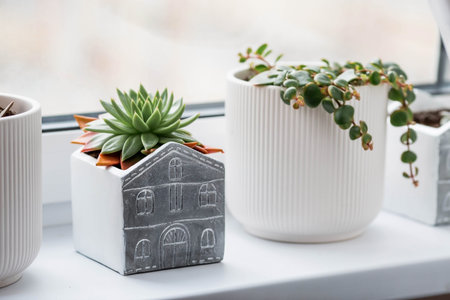 Indoor, home gardening and crop production. A lot of indoor plants growing in flower pots on the...