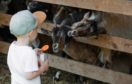 A little boy feeds small goats and sheep on a nursery, private farm or in a contact zoo. A child caresses animals in the zoo. Family weekend.の写真素材