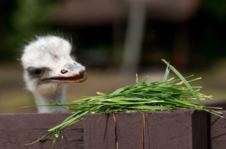 baby ostrich eating grass on a wooden fence, close-upの写真素材