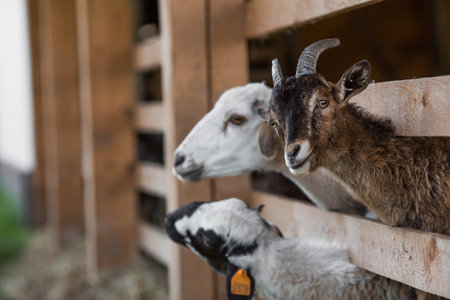 live stock. Sheep and goats in the pen. The concept of animal husbandry and rural life. Portrait of...