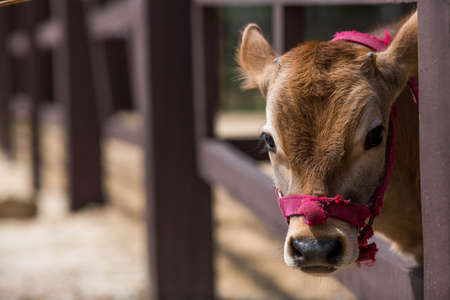 A small bull is walking in a paddock on a ranch, on a private eco farm or in a contact zoo. animal husbandry. love for animals.の写真素材