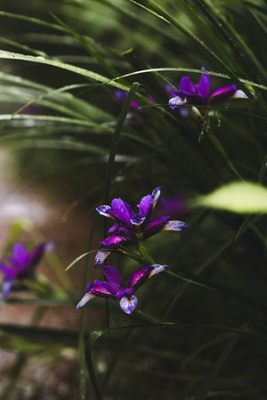 The background image is green. Natural, environmentally friendly natural background. Bush lily flowers in the rain. A copy of the place for the text.の写真素材