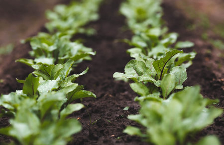 Young beets grow in the garden. Selective focus. nature.