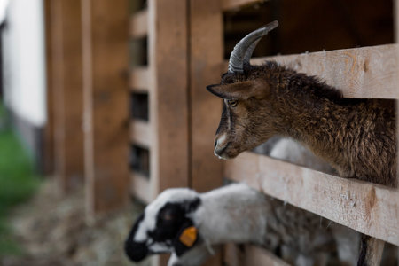 A young goat looks out from behind a wooden fence in the villageの写真素材