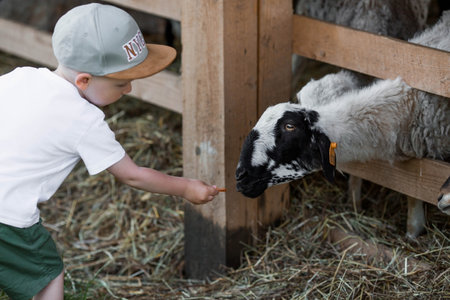 A little boy feeds small goats and sheep on a nursery, private farm or in a contact zoo. A child caresses animals in the zoo. Family weekend.の写真素材