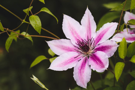 The background image is green. Natural, environmentally friendly natural background. Flowers of clematis. A copy of the place for the text.の写真素材