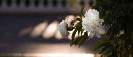 Banner. Delicate white peonies bloom in the park. flowers at sunset. Radiance from the sun. close-up. Beautiful bokeh in the background.の写真素材