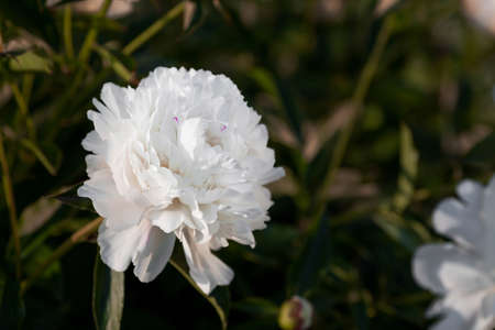 Banner. Delicate white peonies bloom in the park. flowers at sunset. Radiance from the sun. close-up. Beautiful bokeh in the background.の写真素材