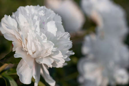 Banner. Delicate white peonies bloom in the park. flowers at sunset. Radiance from the sun. close-up. Beautiful bokeh in the background.の写真素材