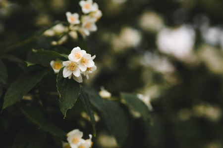 Beautiful jasmine flowers on blurred background, closeup. Space for textの写真素材
