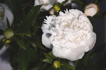 A beautiful white bouquet of peonies in the sunlight. Flowers and buds close-up.の写真素材
