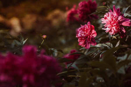 Beautiful pink peony flowers in the garden on a sunny dayの写真素材
