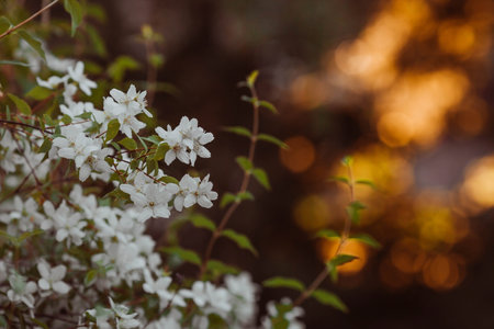 Blossoming branch of apple tree with white flowers on blurred background.の写真素材