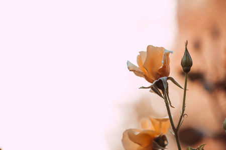 Beautiful yellow rose flowers on blurred background, closeup. Space for textの写真素材