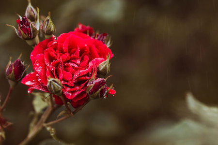Red rose with water drops on a blurred background. Copy space.
