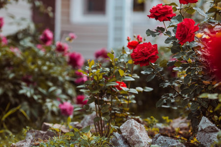 Beautiful red roses in the garden on the background of the house