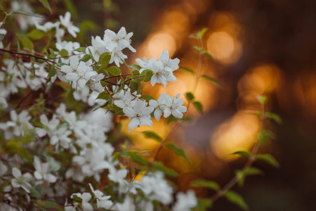 White flowers of jasmine against the background of the setting sun.の写真素材