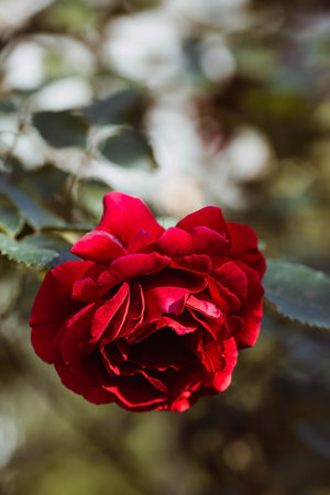 Beautiful red rose in the garden on a sunny summer day.の写真素材