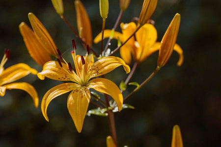 Yellow lily flowers close-up on a dark green background.