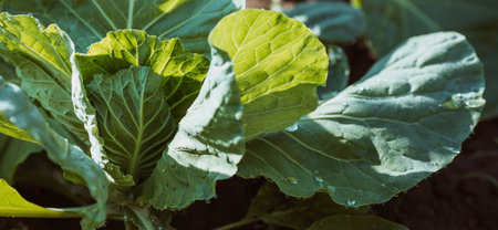 Close-up of fresh green cabbage growing in the garden. Organic farming conceptの写真素材
