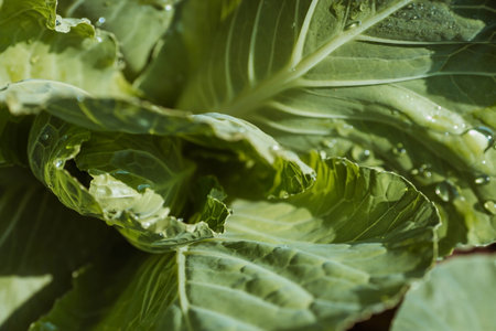 Close-up of fresh green cabbage with water drops on leaves.の写真素材