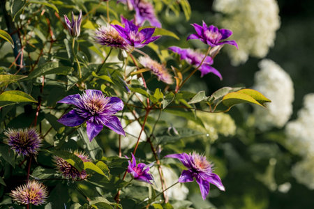 Beautiful purple clematis flowers in the garden on a sunny summer dayの写真素材